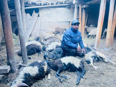  मुस्ताङमा हिउँ चितुवाको आक्रमणबाट १९ भेडा मरे 